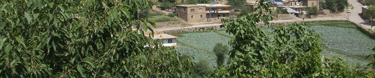 Bitlis Şemsiye